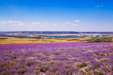 Naklejka na ściany i meble Field of wheat and lavender field in Crimea.