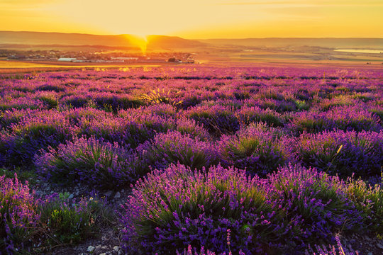 Lavender field at sunset. Great summer landscape. © lizavetta