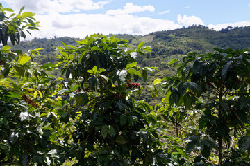 Drzewka kawowe, Kolumbia