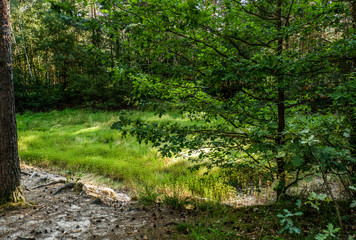 Fototapeta na wymiar Spaziergang durch den Tennenloher Forst an einem Nachmittag
