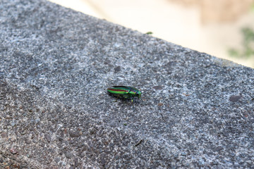 タマムシのイメージ,jewel beetle(tamamushi)