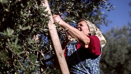 Portrait of elderly woman harvesting organic olives on a wooden ladder with a neckerchief on the head. Old lady with wrinkles on the face working in agriculture.