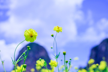 flowers on background of blue sky