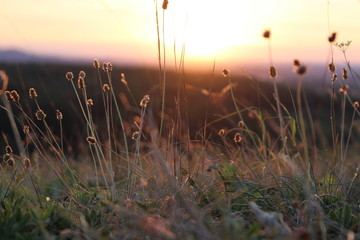 Lichtspiele NaturPur