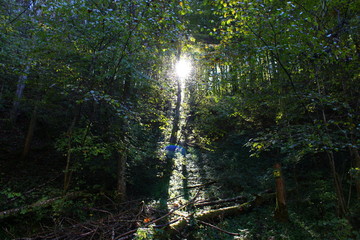 Wald Lichtspiele