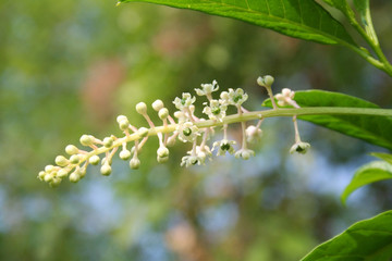 American Pokeweed plant in bloom. Phytolacca americana plant with white flowers and green berries