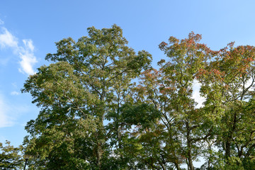 奈良公園