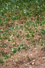 Drought on soybean field on summer. Climate Change and Global Warming on agricultural field in northern Italy