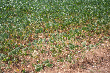 Drought on soybean field on summer. Climate Change and Global Warming on agricultural field in northern Italy