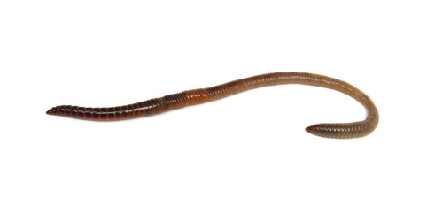 animal earth worm isolated on white