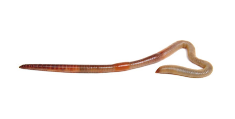 animal earth worm isolated on white