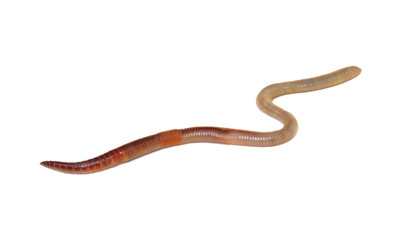 animal earth worm isolated on white
