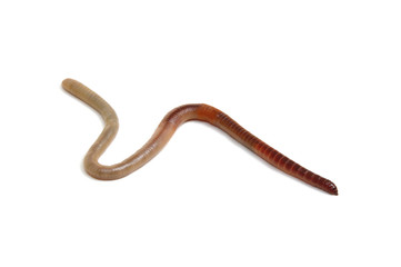animal earth worm isolated on white