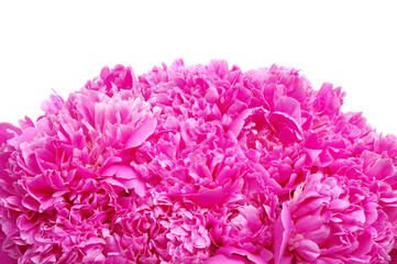 Pink peony isolated on white