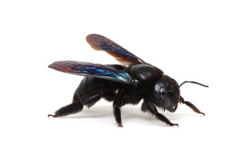 Black bumblebee isolated on white
