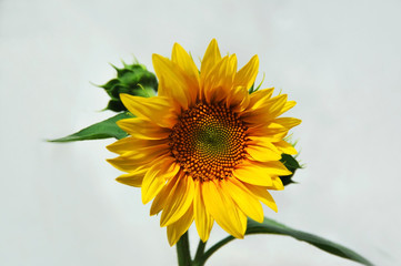 Sunflower (Helianthus) plant