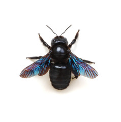 Bumblebee isolated on white background