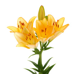  lilies on a white background