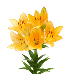 Obraz premium lilies on a white background