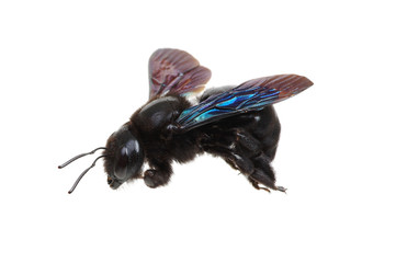 Bumblebee isolated on white background