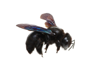 Black bumblebee isolated on white