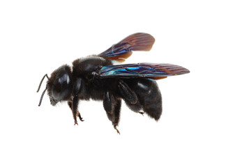 Bumblebee isolated on white background