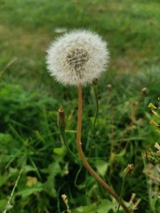 dandelion in grass
