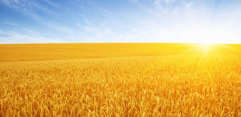 Naklejka premium Wheat field and sun