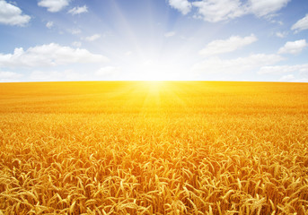 Naklejka premium Wheat field and sun