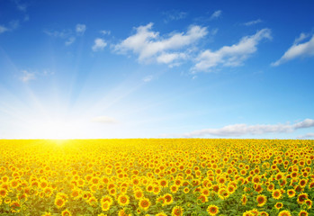 Fototapeta premium field of sunflowers