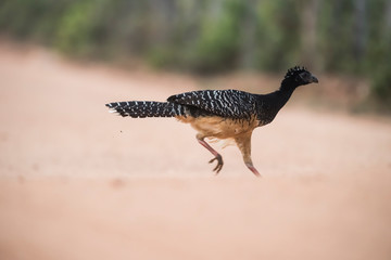 Bare faced Curassow, Mato Grosso National Park, Brazil