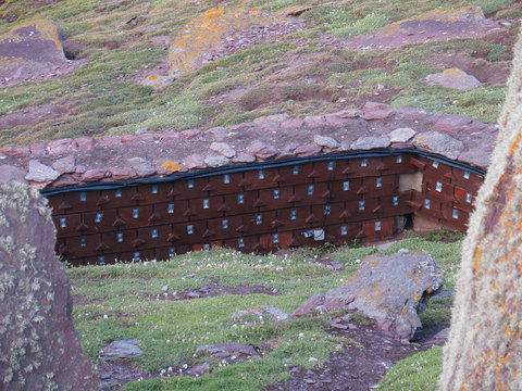 Storm Petrel Nest Boxes,