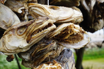Dryfish from Lofoten