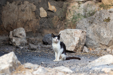 Wild  black and white cat sits in stones and carefully looks out for prey.