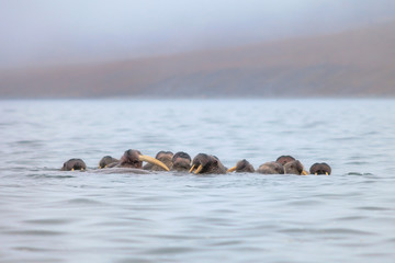 Seascape with a herd of walruses (Odobenus rosmarus). Foggy weather. There are many walruses in the water with large tusks. Wildlife of the Arctic. Nature and animals of Chukotka. Far East of Russia. © Andrei Stepanov