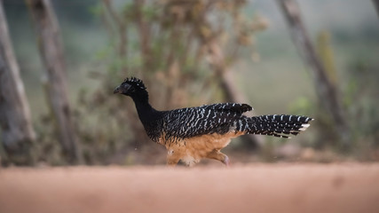 Bare faced Curassow, Mato Grosso National Park, Brazil