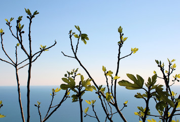 Rami e foglie di fico con orizzonte mare e cielo