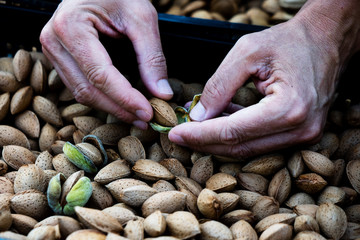 harvesting almonds in an orchard in Spain