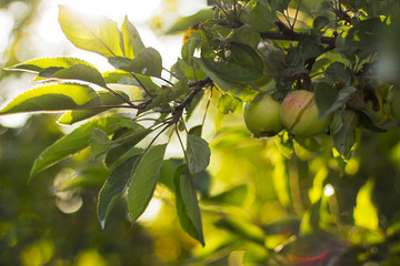 green apples on a branch of an Apple tree in sunlight