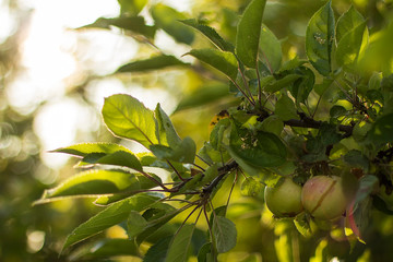 Juicy green apples on a branch of an Apple tree in sunlight