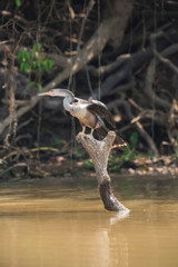 Anhinga on the banks of the river cuiaba, Mato Grosso, Pantanal, Brazil