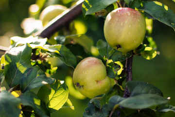Juicy green apples on a branch of an Apple tree in garden
