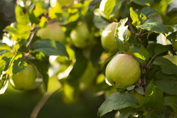 green apples on a branch of an Apple tree
