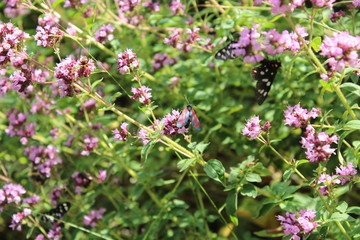 butterfly on flower