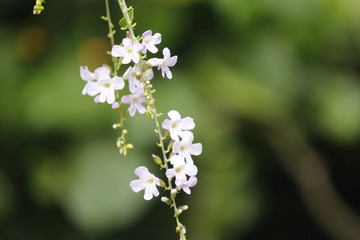 bee on a flower