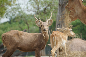 Smiling male hog deer