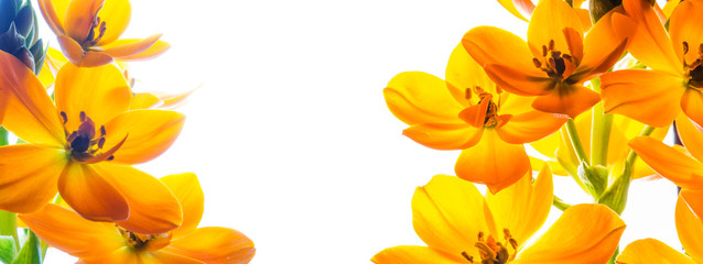Tło z wolną przestrzenią otoczoną kwiatami. Żółte kwiaty na białym tle.
