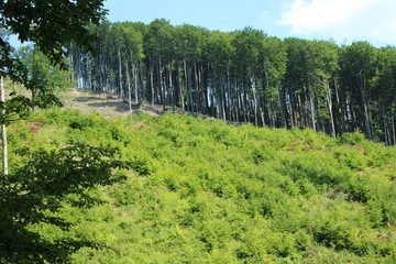 forest view