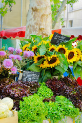 assortment of vegetable sold in market in provence-france with text  sunflower, salad  in field-from our garden-