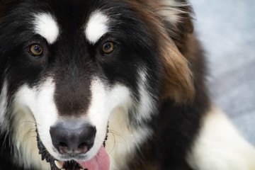 Husky Dog with a face close up, Beautiful Siberian husky black and white color
